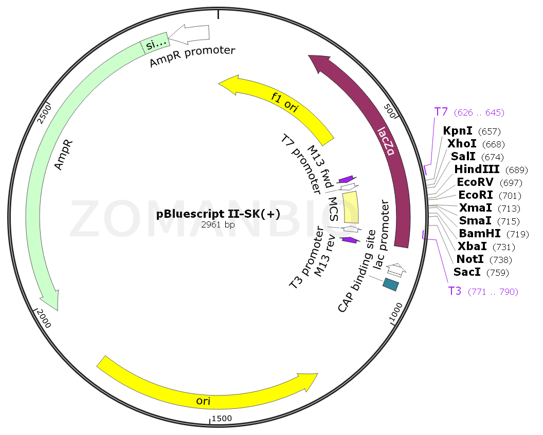 ZK125pBluescript II-SK(+).png