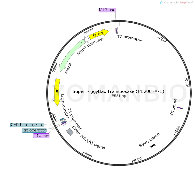 ZK565Super PiggyBac Transposase (PB200PA-1).png