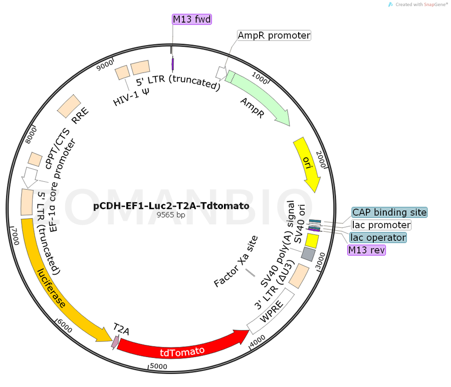 ZK783pCDH-EF1-Luc2-T2A-Tdtomato.png