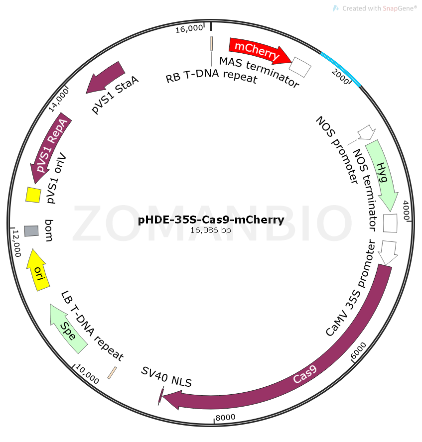 ZK908pHDE-35s-Cas9-mCherry.png