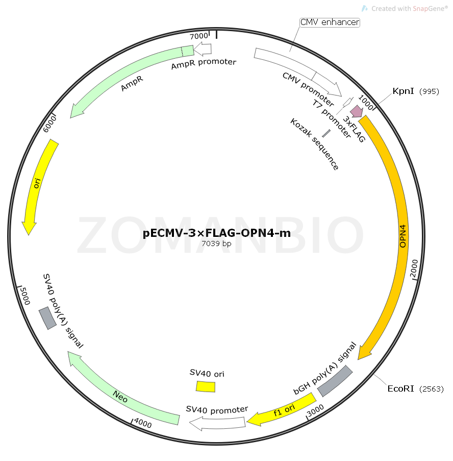 ZK1528 pECMV-3×FLAG-OPN4-m.png