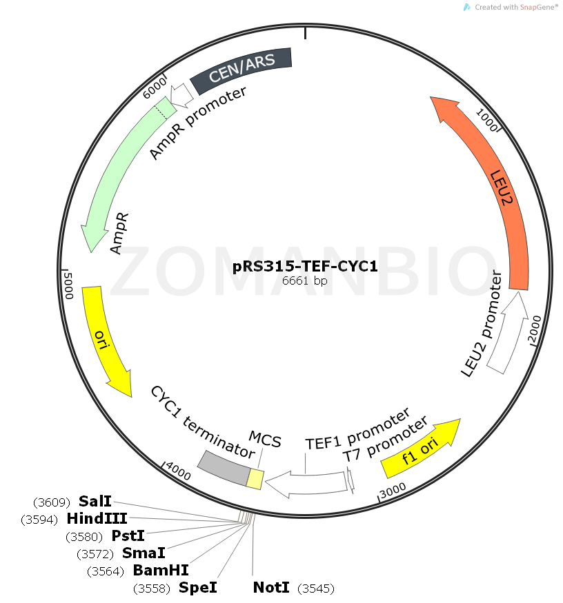 ZK2062 pRS315-TEF-CYC1.png