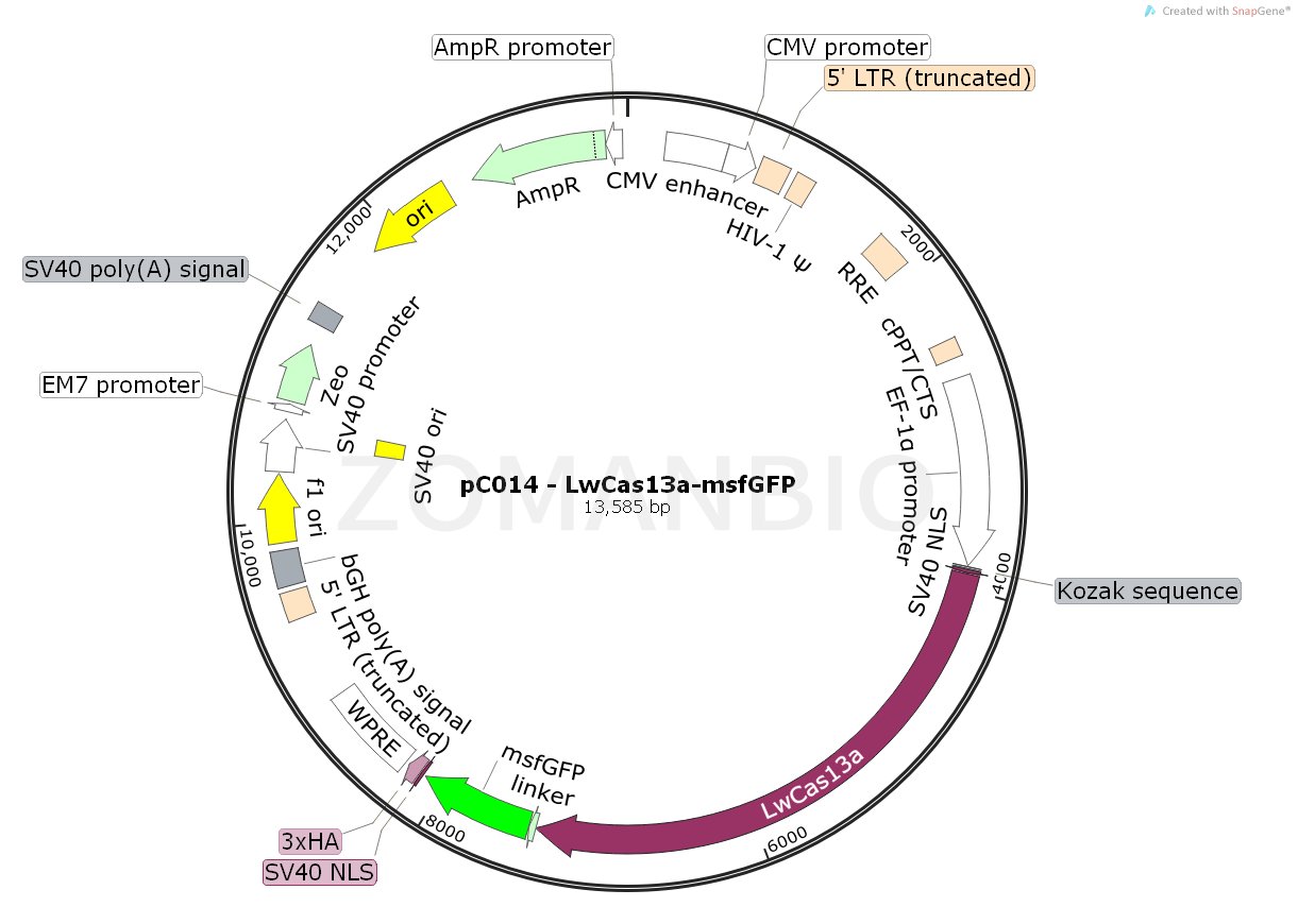 ZK2076 pC014 - LwCas13a-msfGFP.png
