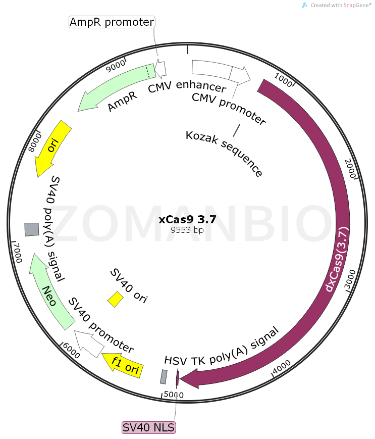 ZK2077 xCas9 3.7.png
