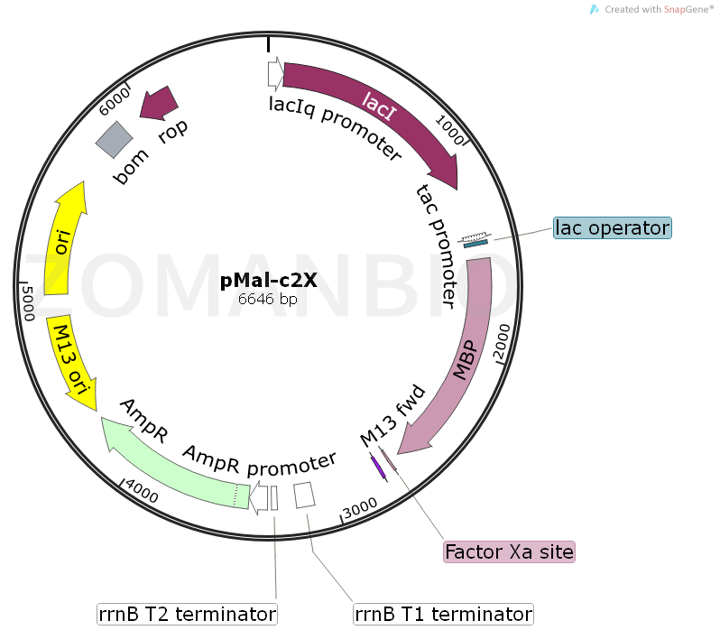 ZK1574 pMal-c2X-1.png