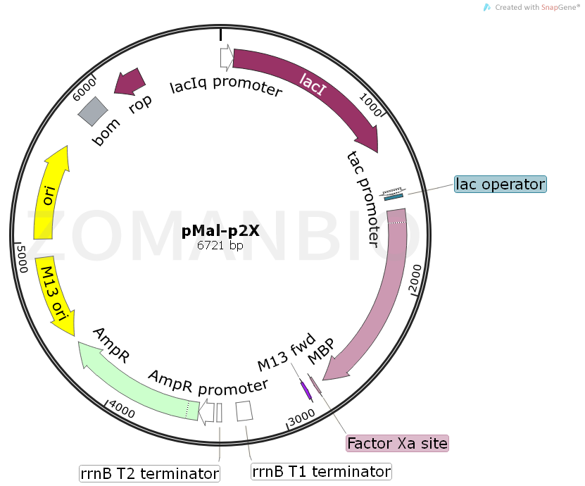 ZK1575 pMal-p2X-1.png