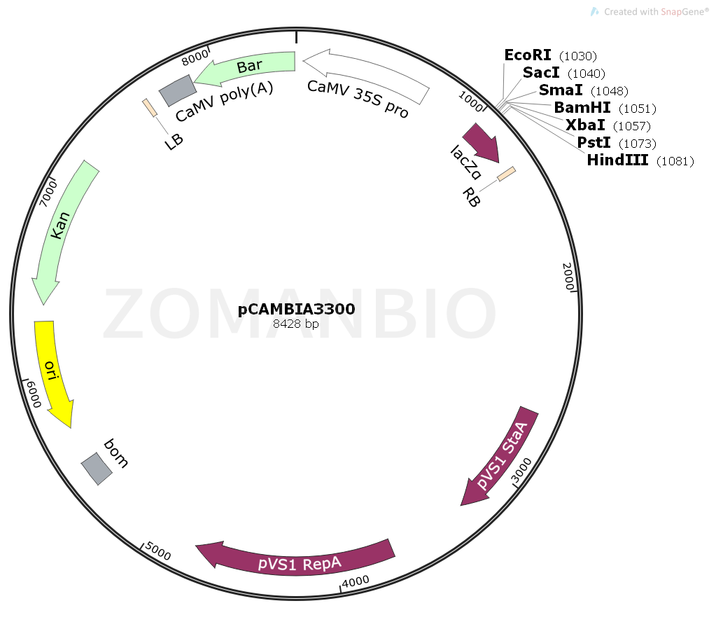 ZK1690 pCAMBIA3300.png