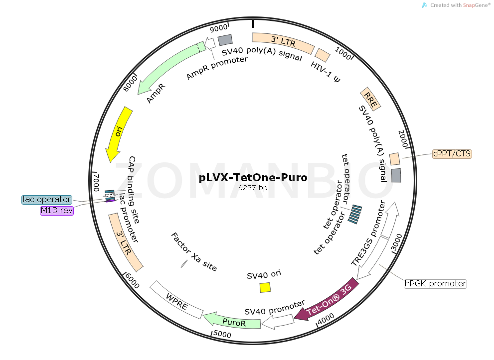 ZK1692 pLVX-TetOne-Puro.png