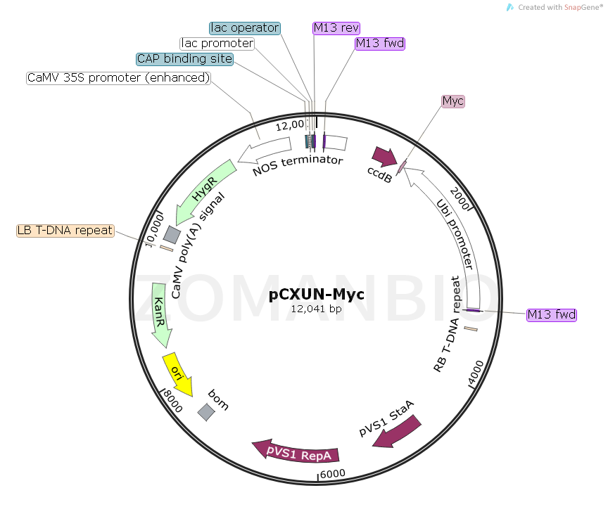 ZK1723 pCXUN-Myc.png