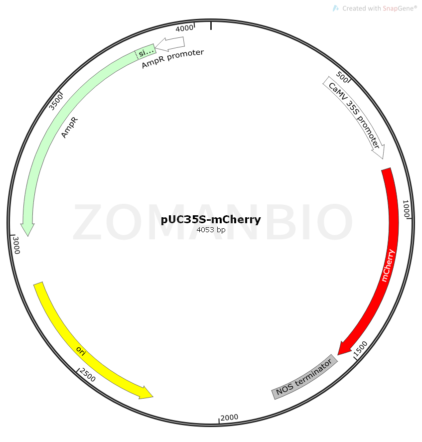 ZK1768 pUC35s-mCherry.png