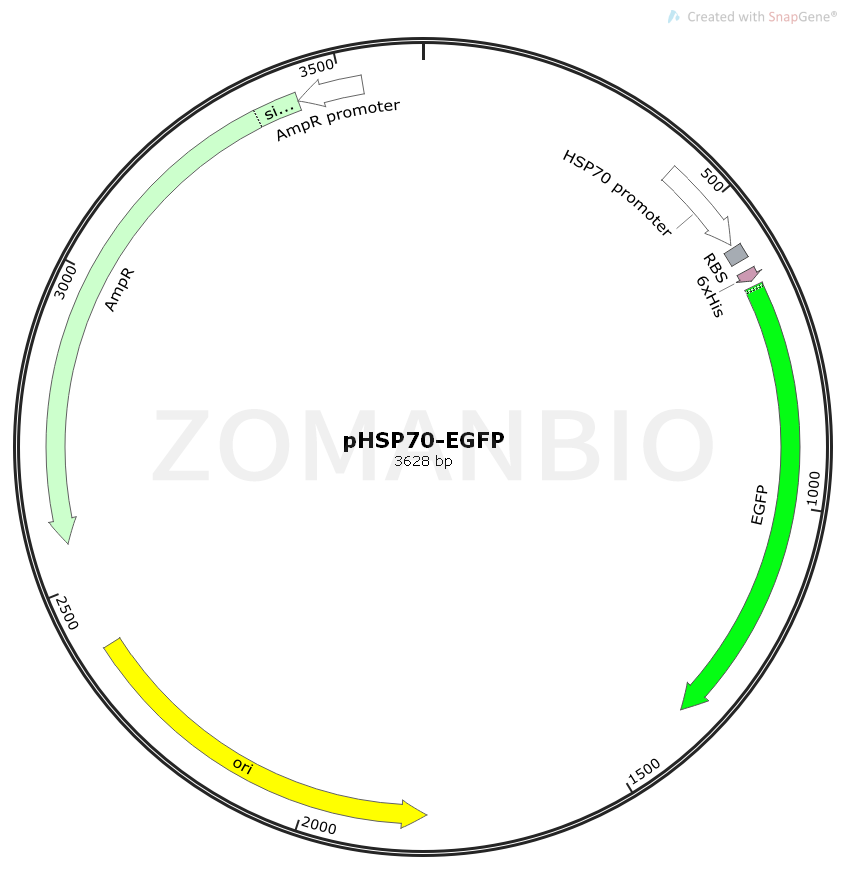 ZK1775 pHSP70-EGFP.png