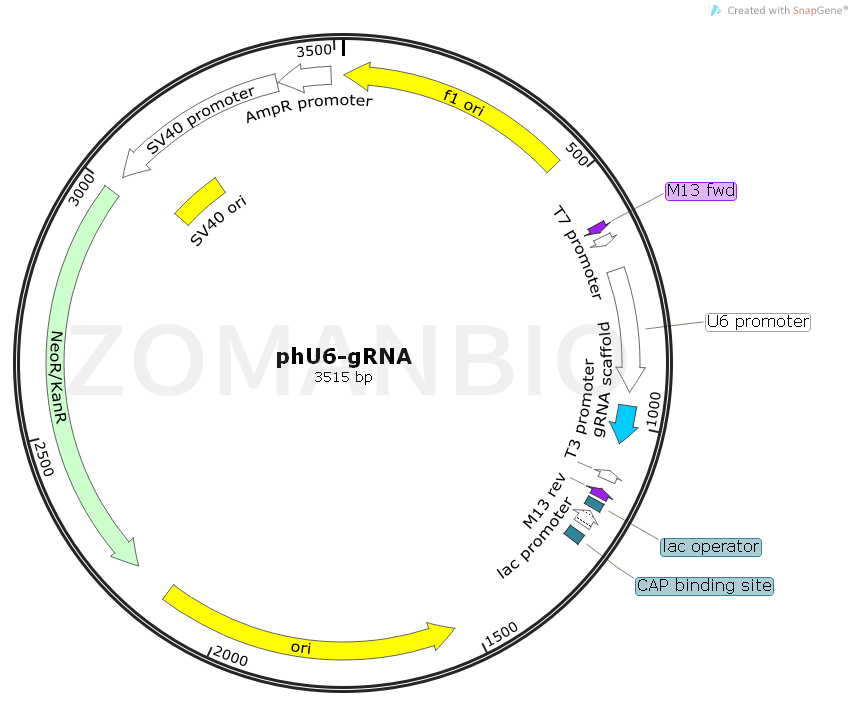 ZK1799 phU6-gRNA.png