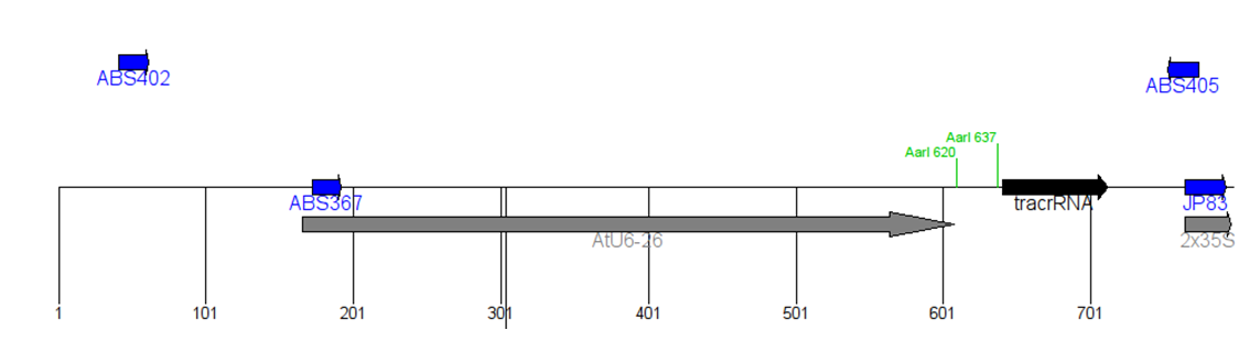 ZK1807 pABS018 11.png