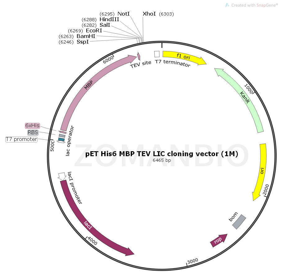 ZK1835 pET His6 MBP TEV LIC cloning vector (1M).png