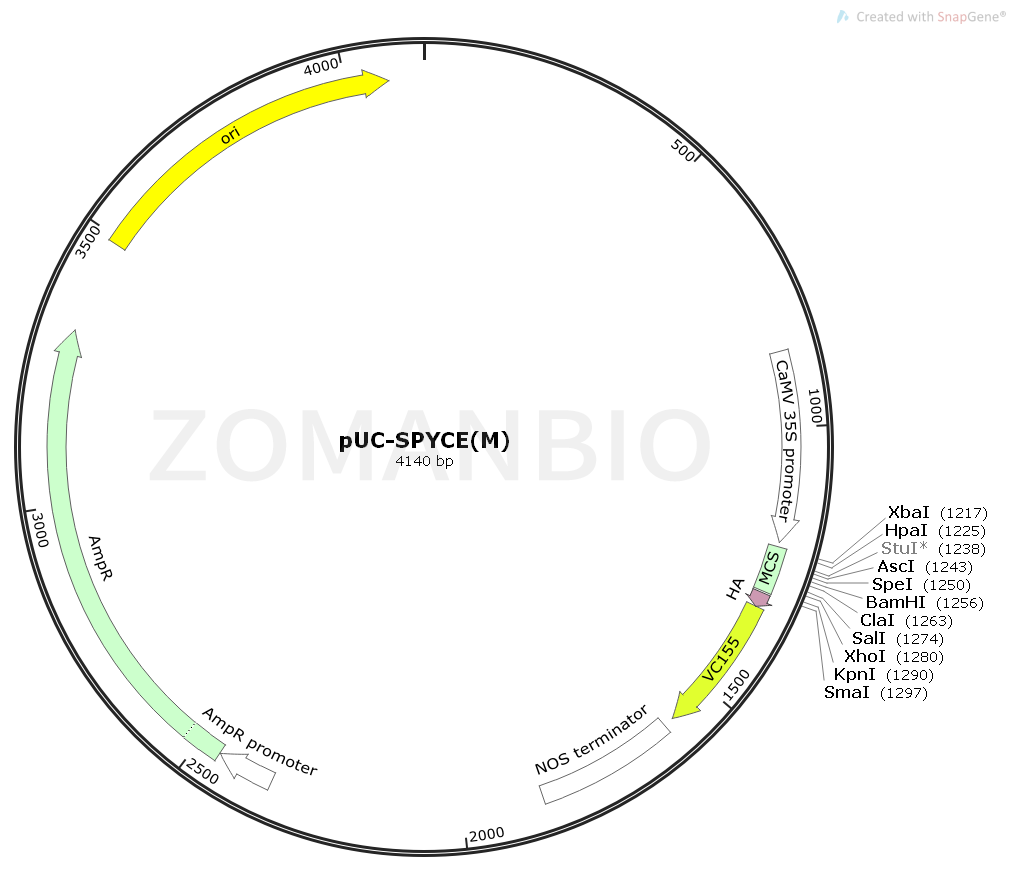 ZK1848 pUC-SPYCE(M).png