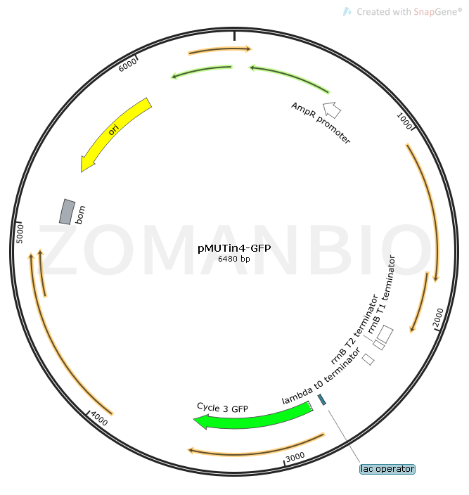 pMUTin4-GFP Map.png
