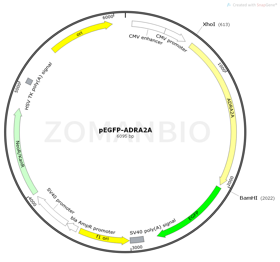 ZK2391 pEGFP-ADRA2A.png