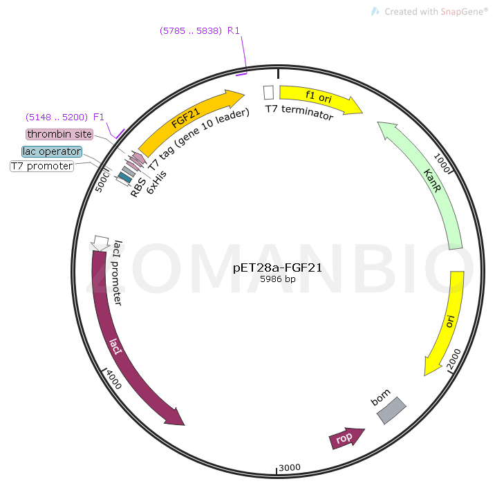 pET28a-FGF21 Map.png