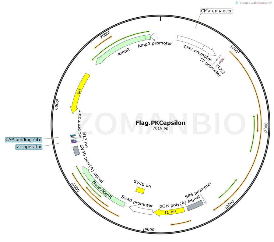ZK2400 Flag.PKCepsilon Map.png