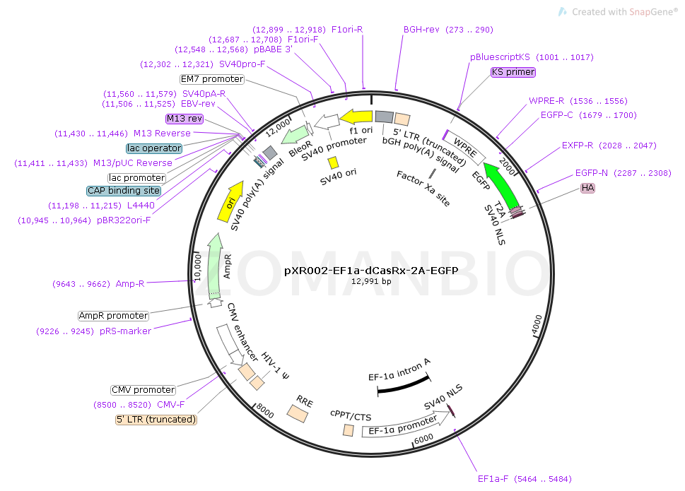 pXR002-EF1a-dCasRx-2A-EGFP Map.png