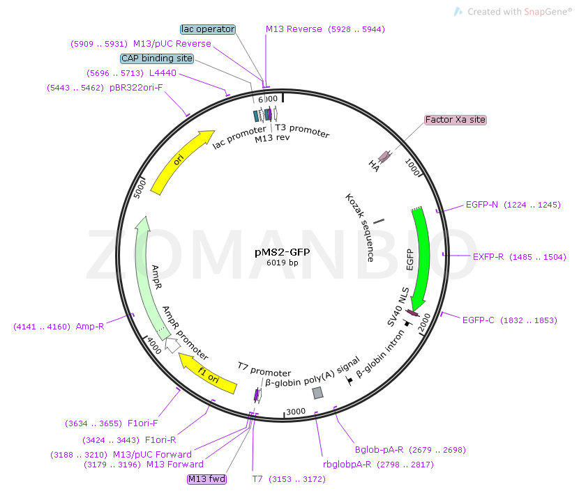 pMS2-GFP Map.png