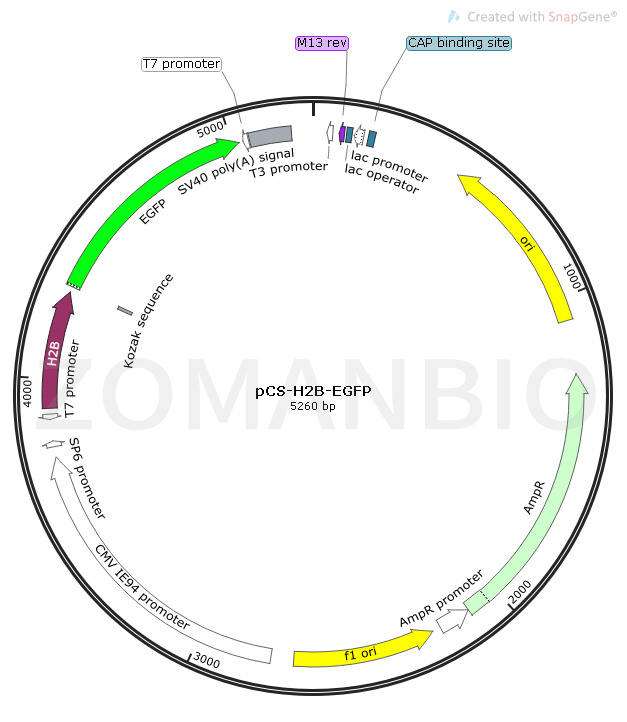 pCS-H2B-EGFP Map.png