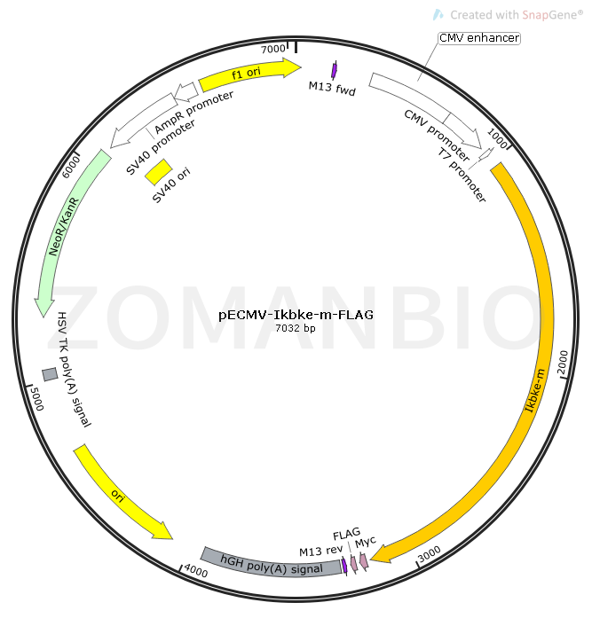 pECMV-Ikbke-m-FLAG Map.png