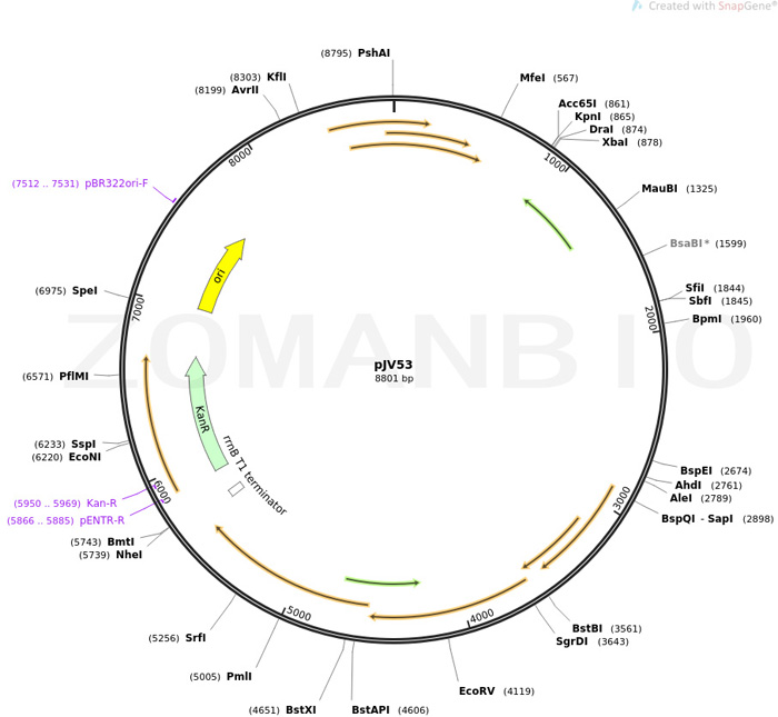 ZK1546 pJV53噬菌體基因質(zhì)粒新圖譜.jpg